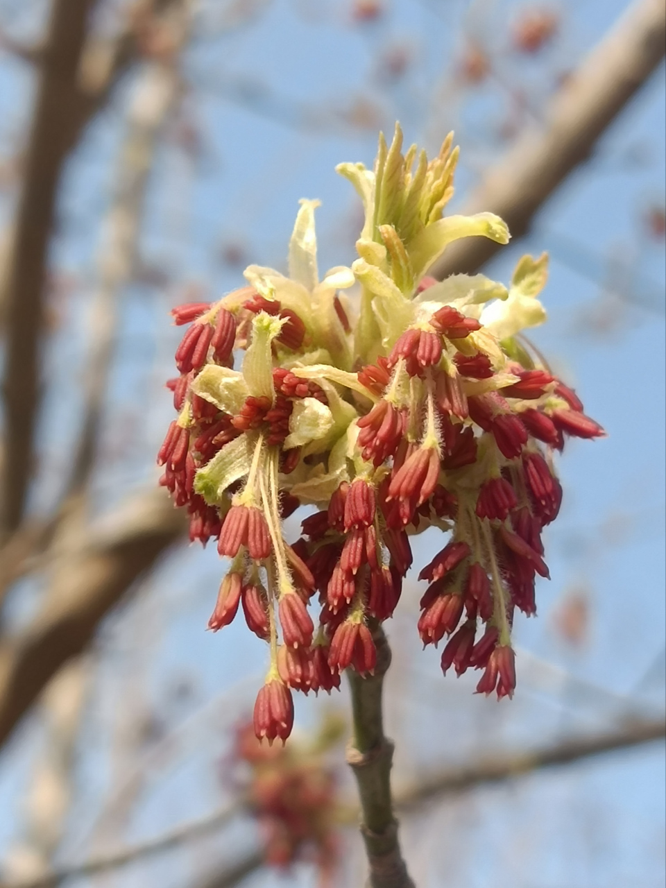 金叶复叶槭耐寒,属于彩叶植物,让你在春天就能感受到秋天的色彩.