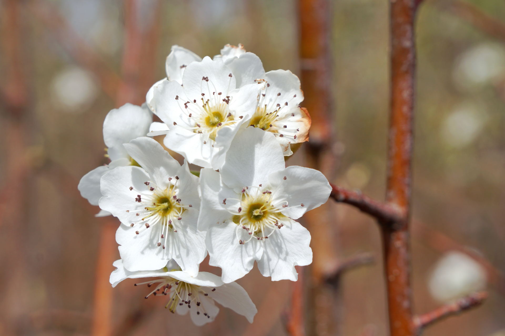 孝尊木梨# 产自丽江玉龙雪山脚下,生长于海拔2000～2800米的高原梨