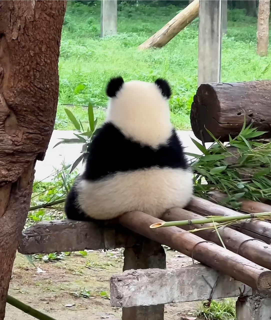 哇塞,这国宝看起来好新的样子,光一个背影看的心都要化了!