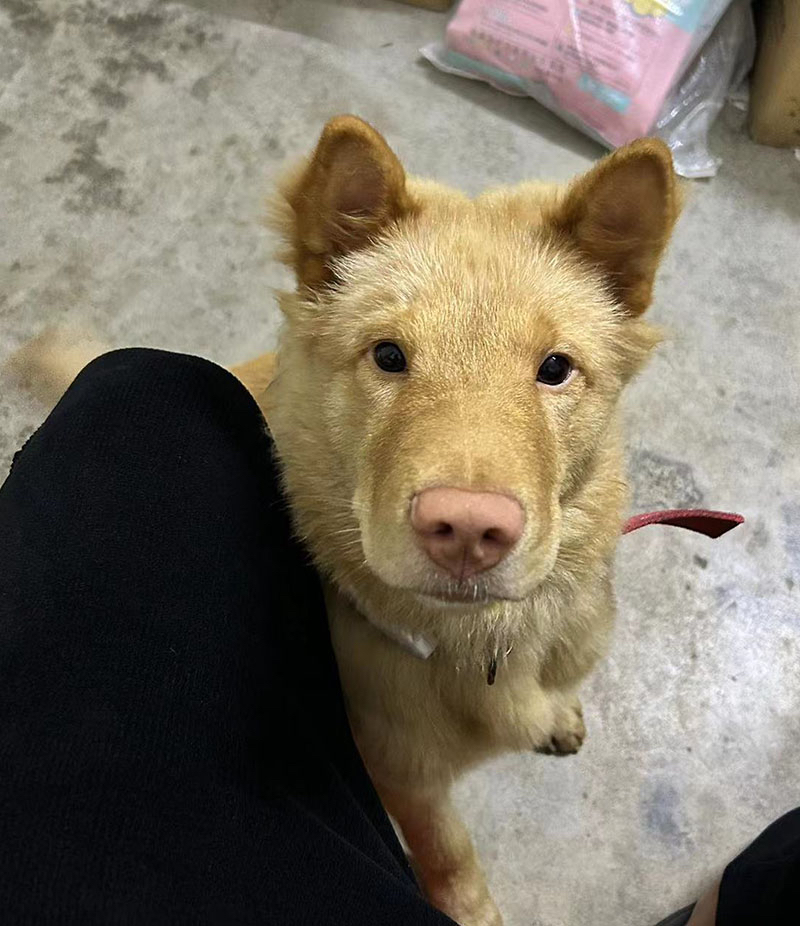 揭阳市揭西县2000寻找土松犬