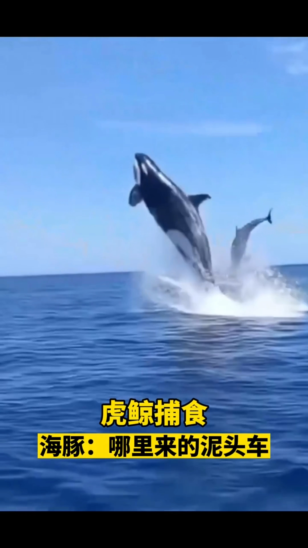 虎鲸捕食名场面,这也太凶猛了.