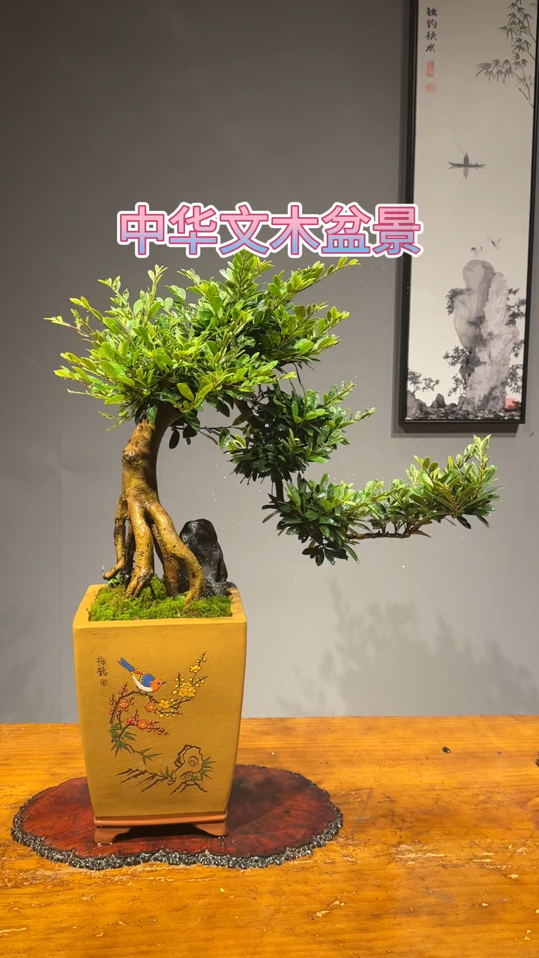 十大盆景之一中华文木,常年开花,室内耐阴不黄叶 #中华文木 #盆景 #潮