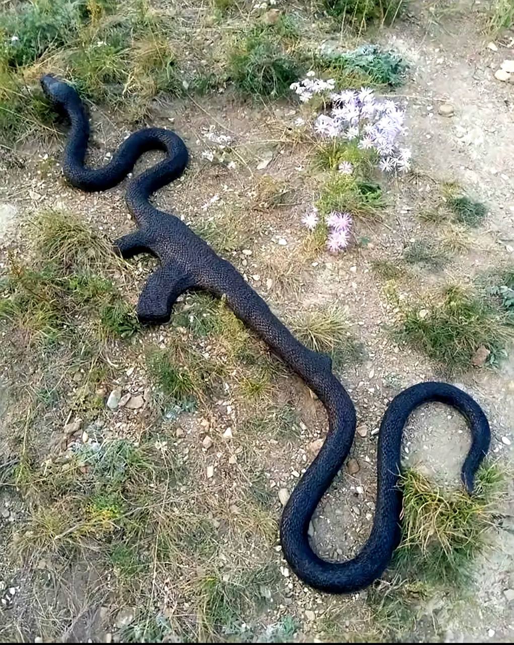 吃了动物系蛇蛇果实的机关枪和钢筋