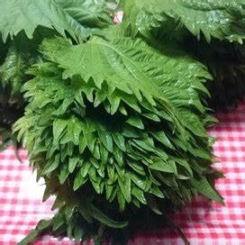 "提升脑力,增强专注!加味华盖散助您重拾清晰思维!