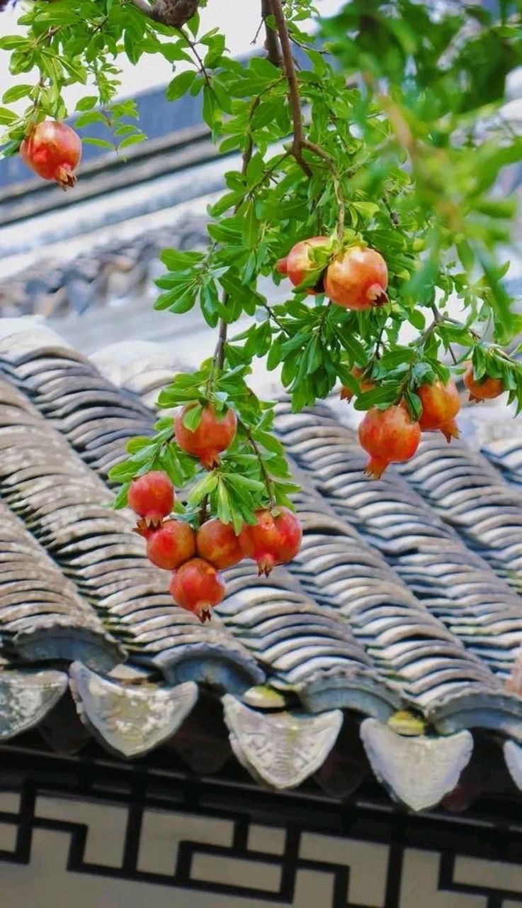 可羡瑶池碧桃树,碧桃红颊一千年.