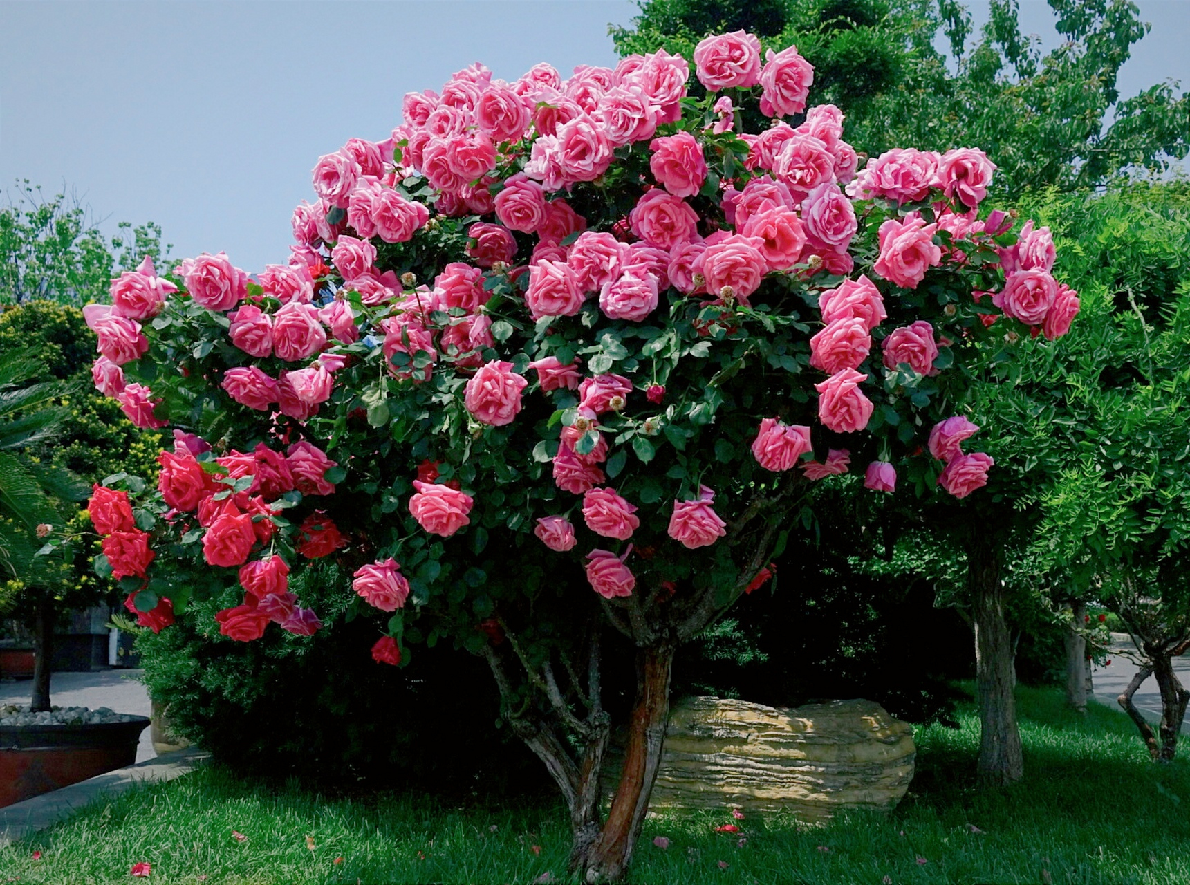 世界上最美的花树图片