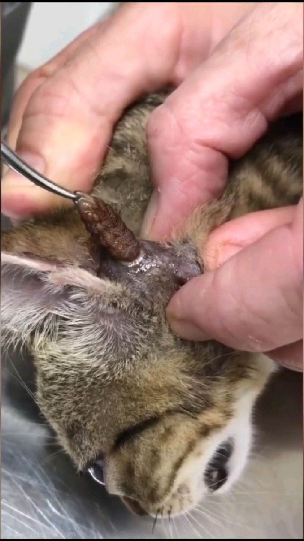 从小猫头上取出的寄生虫
