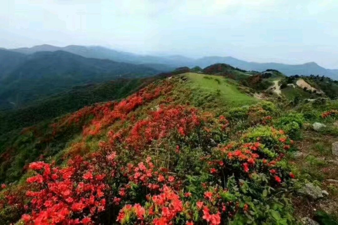 常宁天堂山映山红图片