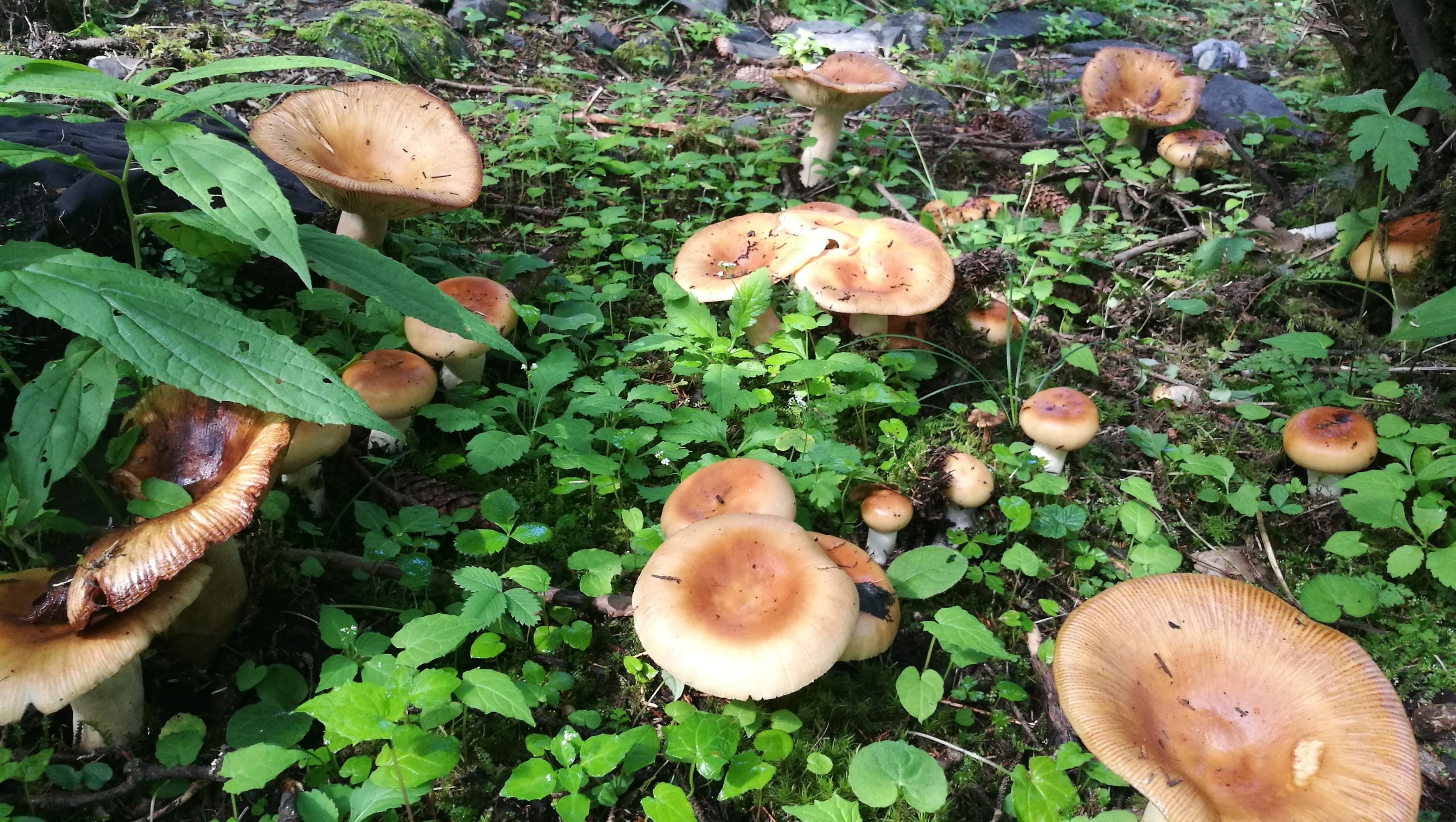 科普|采蘑菇的那些事