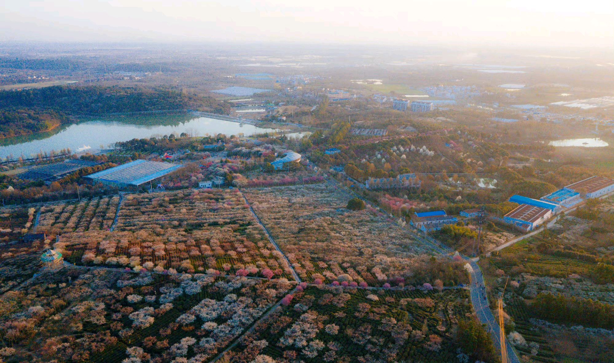 近日,南京溧水区傅家边十里梅林进入盛花期,开启"梅"好时光!