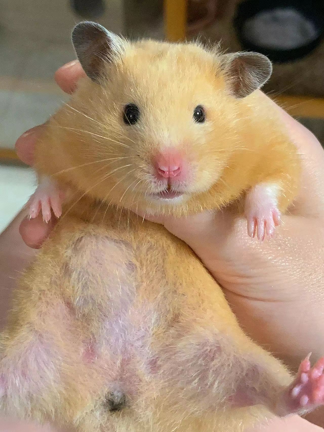 米熊怎么养才亲近你