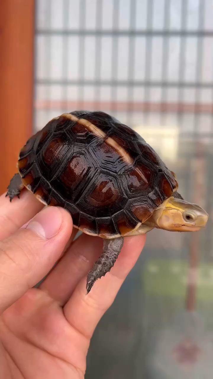 黄缘龟这样品相几张就可以拥有,缘龟寿命基本可以传三代-度小视