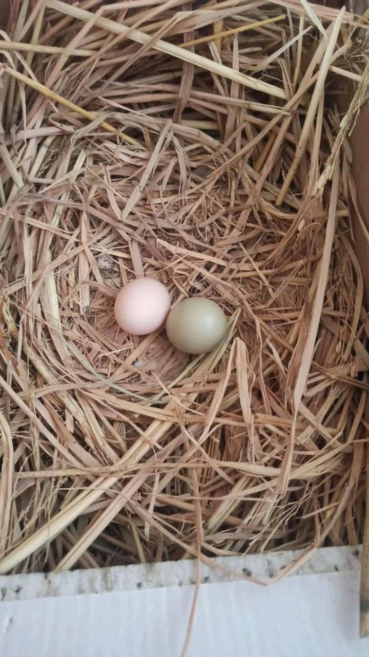 你见过鸡窝里 刚下的蛋吗! 握在手里, 热乎手的!