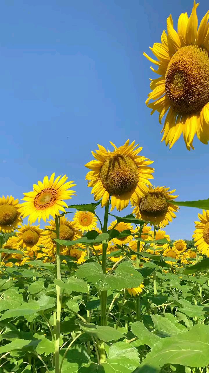 一生向阳,一举夺魁,向日葵的花语你喜欢吗