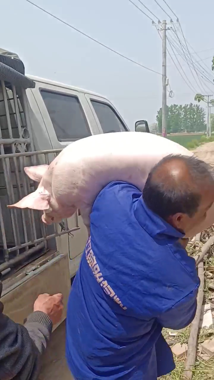 送完开封通许的一车新美系二元母猪客户把这猪当宝贝了还抱着回去