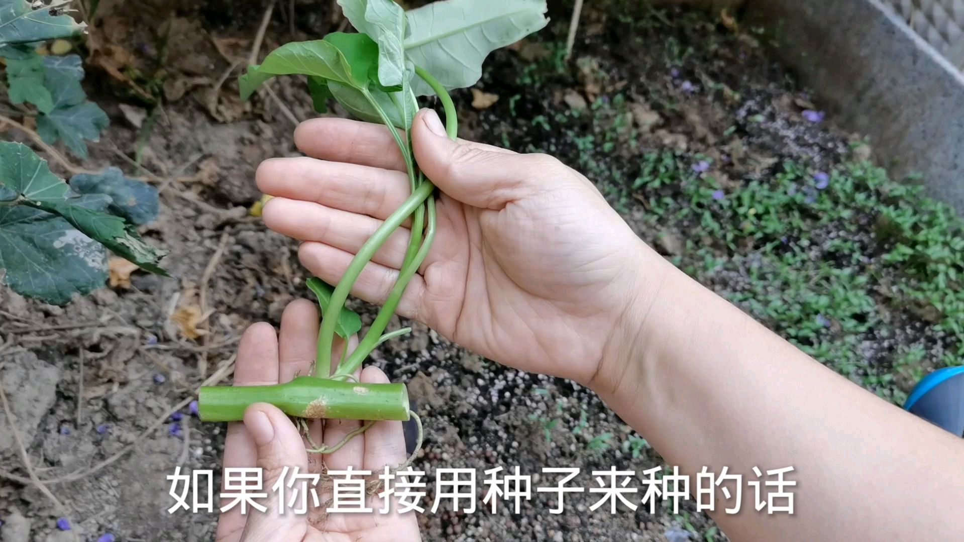 阳台种植空心菜,种一次,收几年的方法