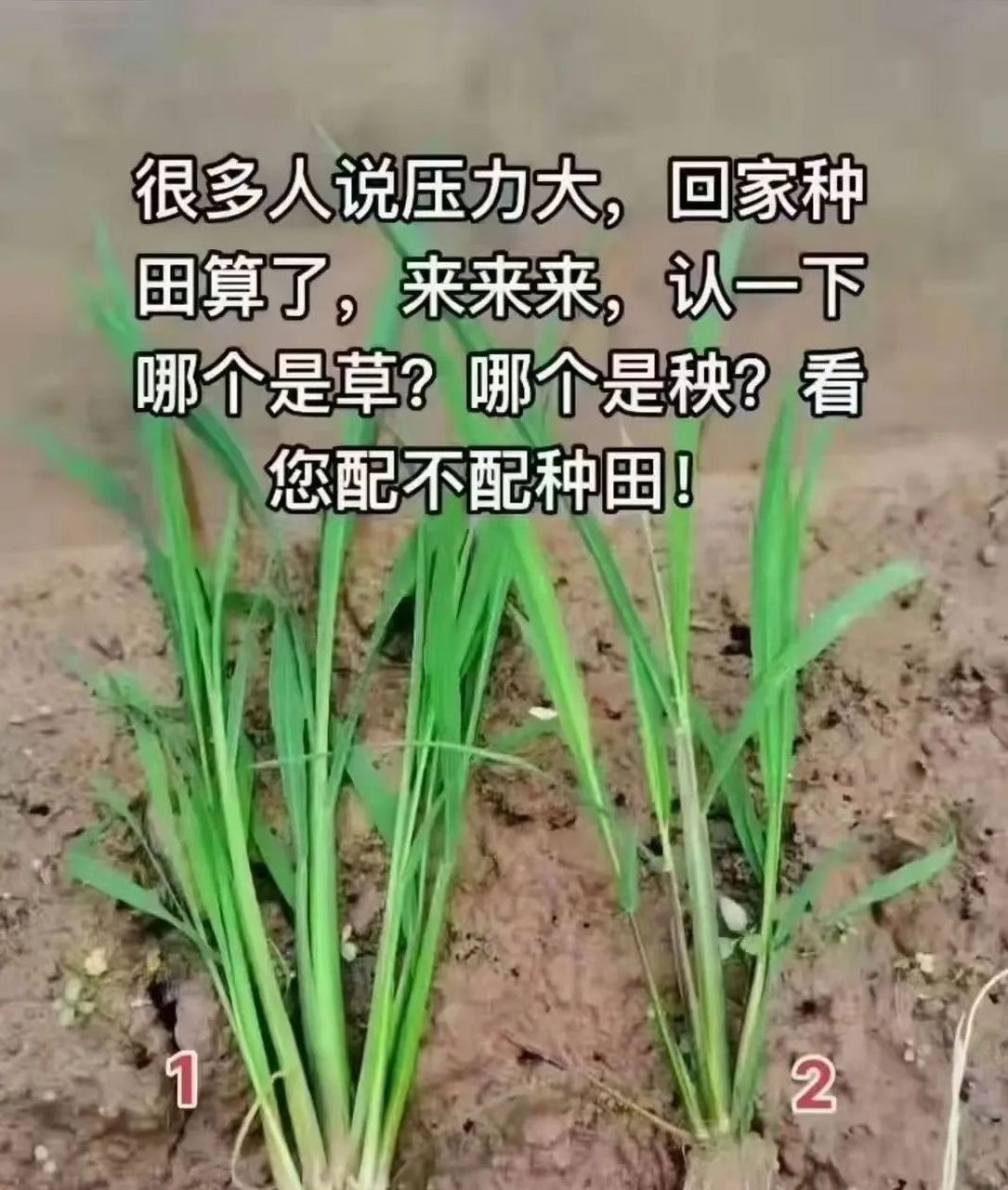 去农村,草和苗都分不清,还什么采菊东篱下[大笑] #搞笑