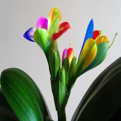 美丽的七彩兰花