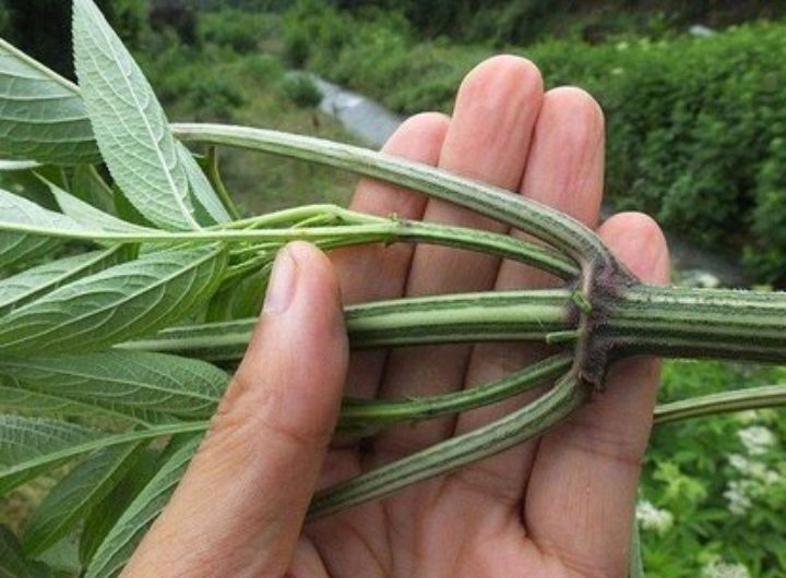 接骨草是一种什么样的植物