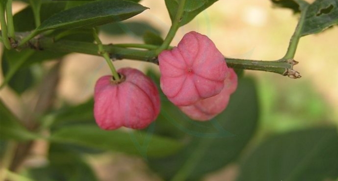 鬼箭羽是怎樣的植物?