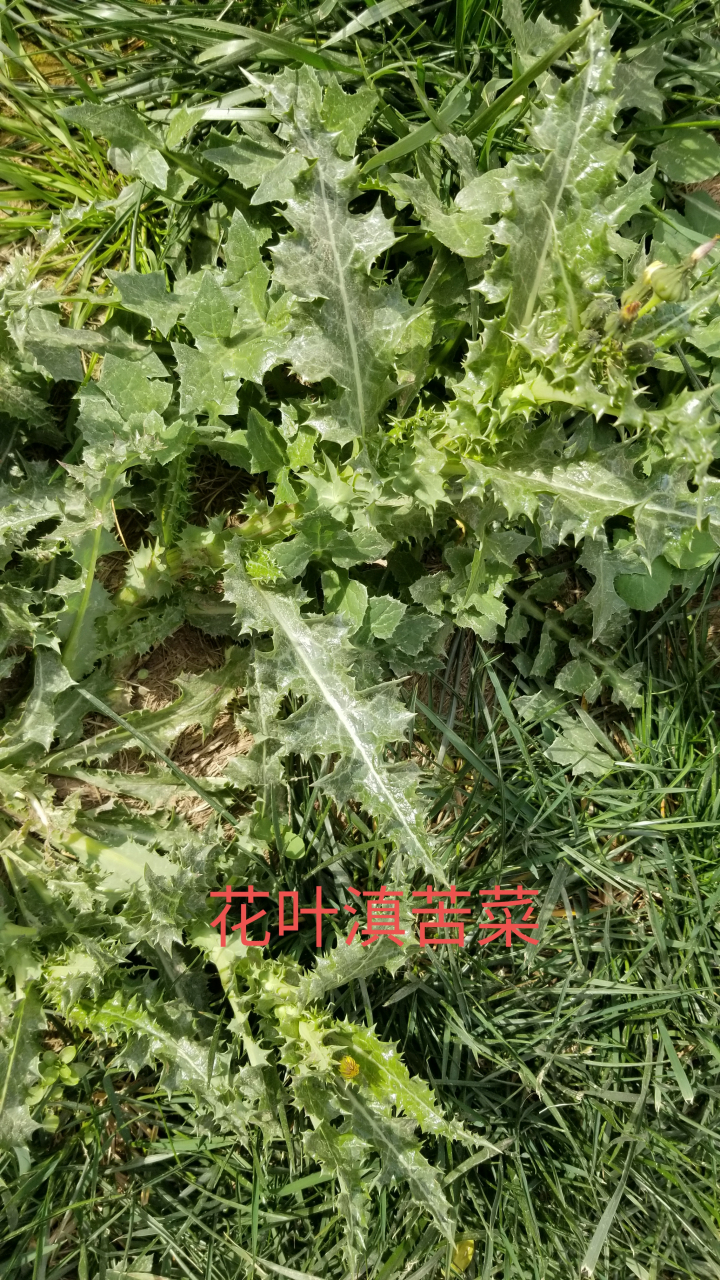 滇苦菜图片