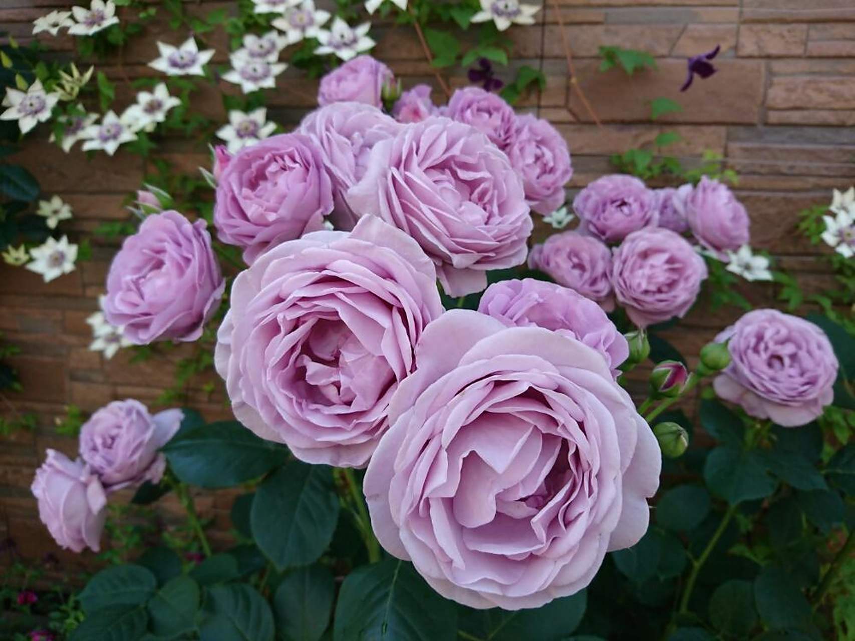 蓝紫系月季—蓝色风暴.