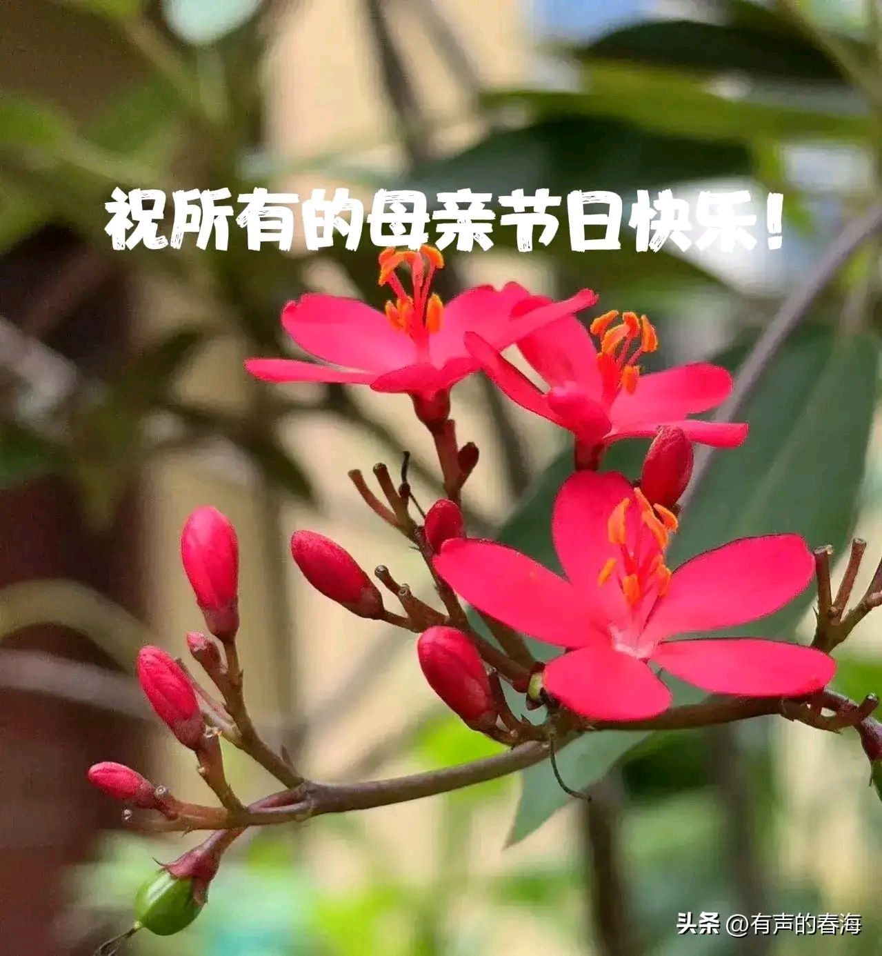 有妈才有家,港湾才温暖