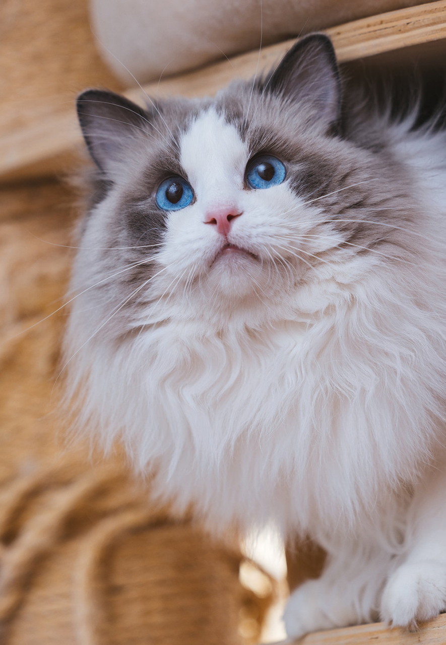 可盐可甜的小影子,在帅气与软萌间无缝切换. 动物奇遇记,生活布偶猫.