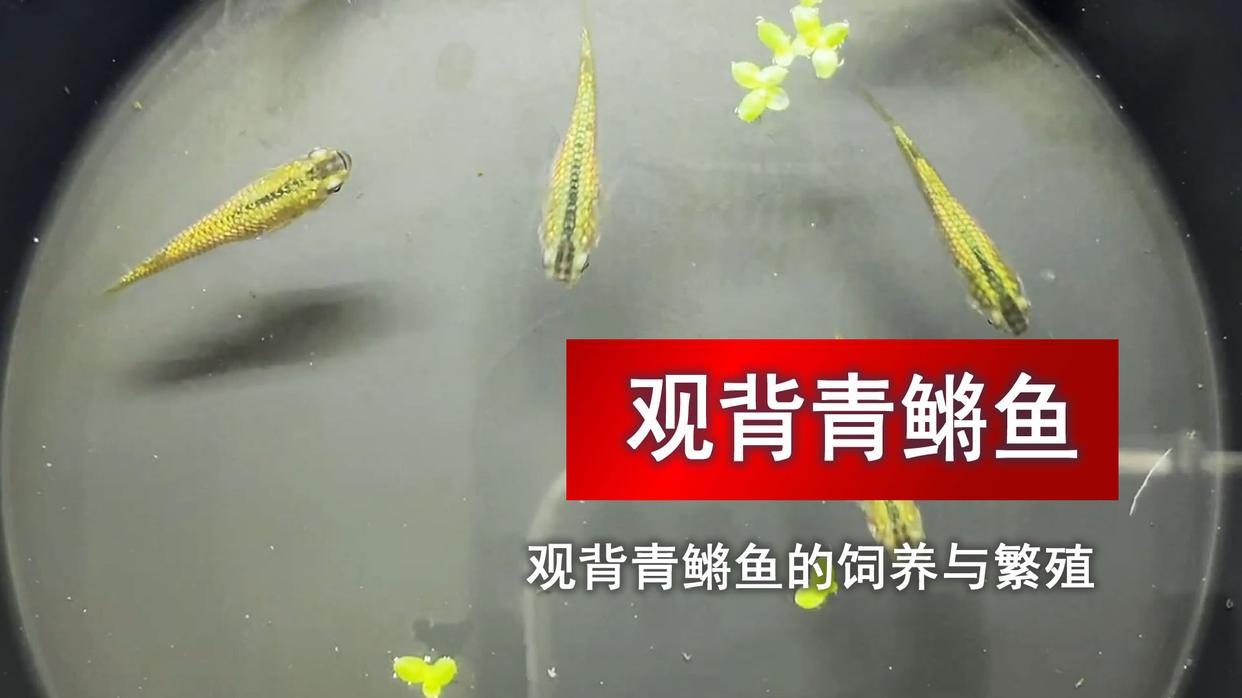 第1 集｜观背青鳉繁殖零基础教程（12 集连载），从选鱼造景到育苗，手把手搭专属繁殖缸 #跟着圣光来繁殖#