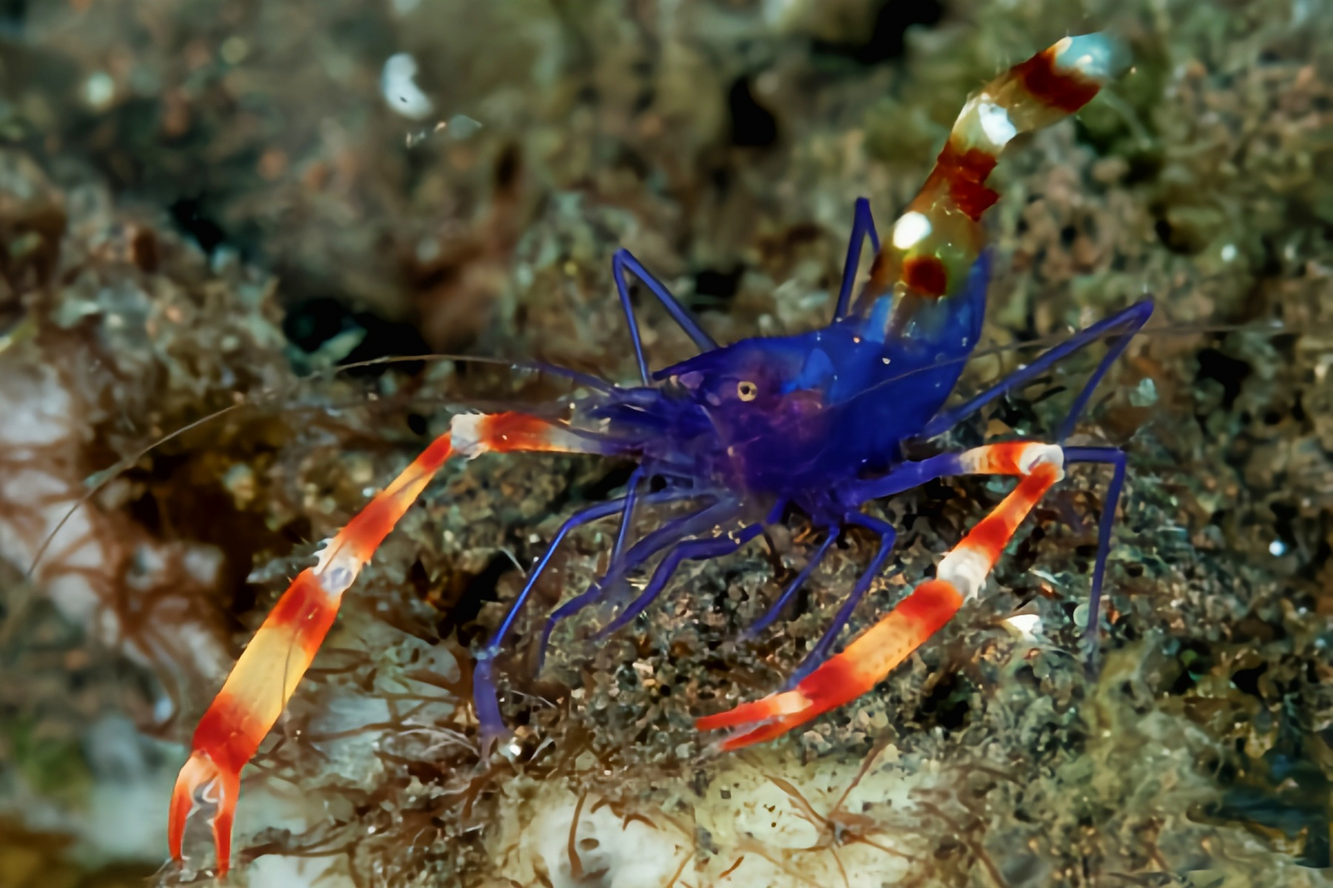 每天认识一种动物——蓝美人虾 蓝美人虾别名蓝条纹珊瑚虾,原产于印度