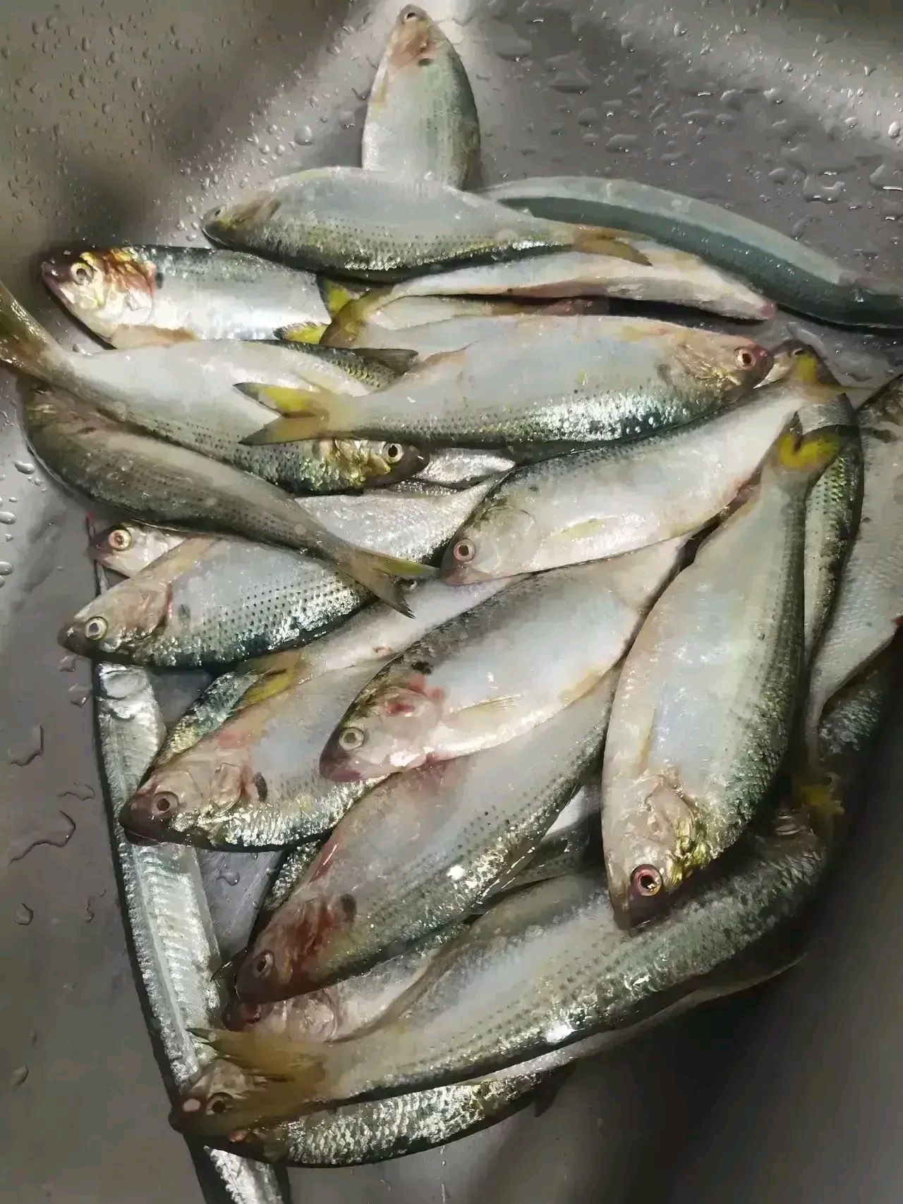 这种鱼叫海鲫鱼,烟台叫法. 青岛叫鼓眼? 蓬莱叫鲫鱼板子? 南方叫鳌鱼?