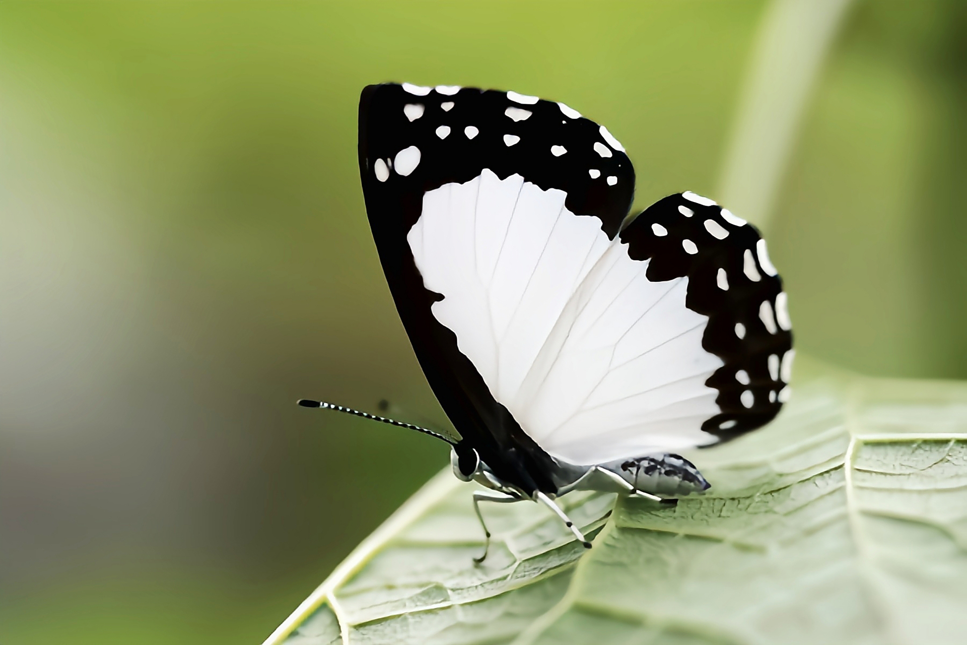 每天认识一种昆虫——白蚬蝶 白蚬蝶是一种小型蝴蝶,成虫翅展3.7—4.
