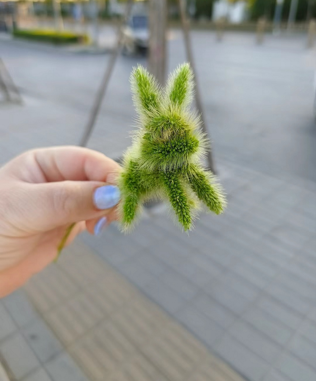 网友:这是小时候我妈教我用狗尾巴草编的小兔子,童年的回忆啊,你们小