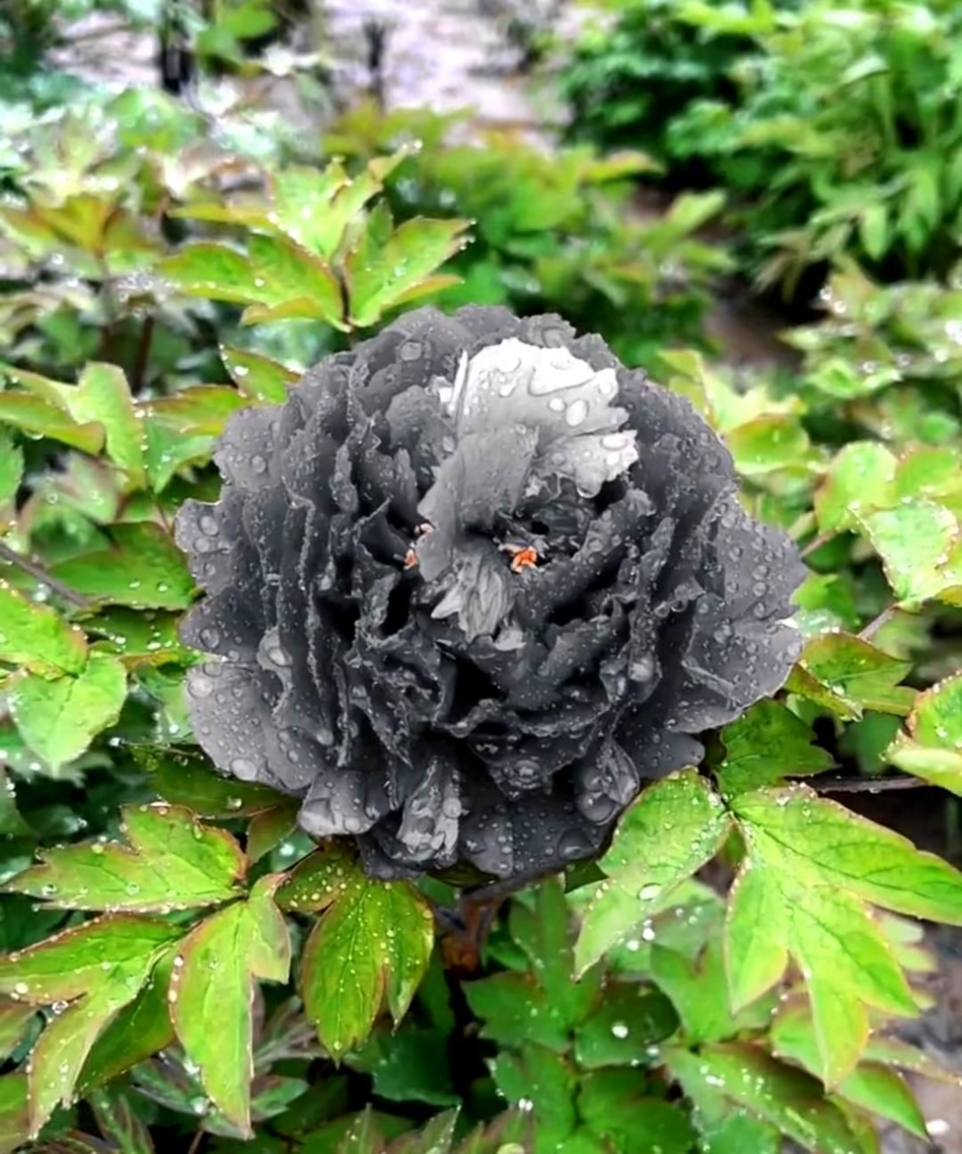 这可能是传说中的黑罂粟花吧