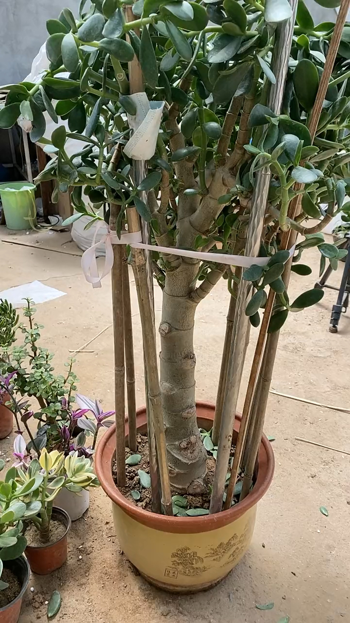 40主杆高度大老桩玉树花友们见过吗