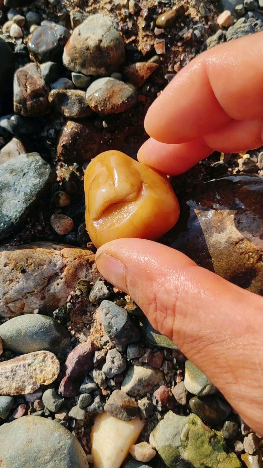 一块黄彤彤的河洛玉小籽料,忽然间觉得做个鱼缸石,可惜了