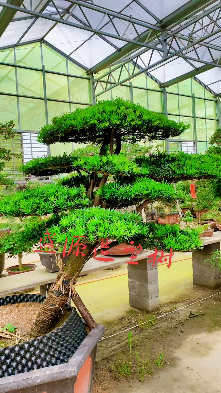 临水造型罗汉松四季常青不落叶适合庭院别墅农家小院栽植-度小视