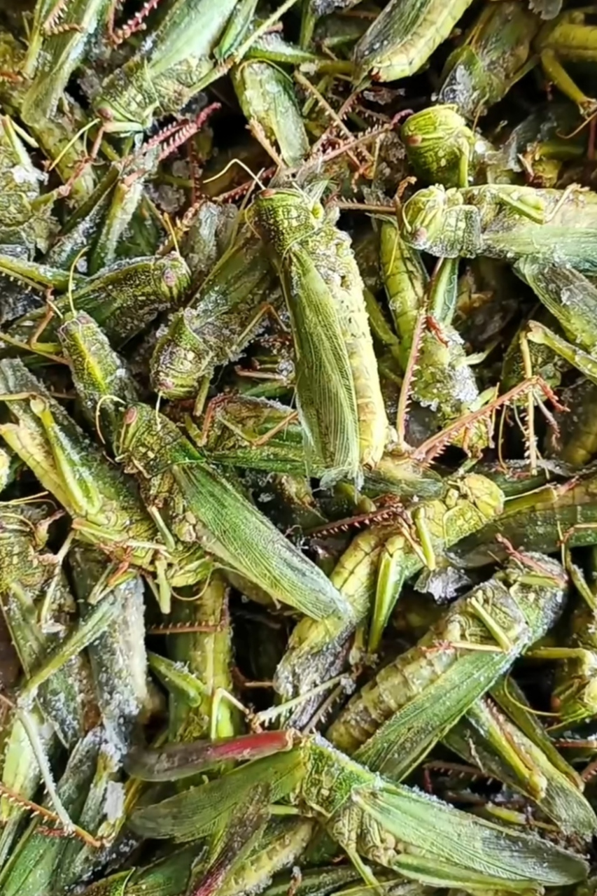 这个季节的蚂蚱真肥,切开个个带黄,看着就香.