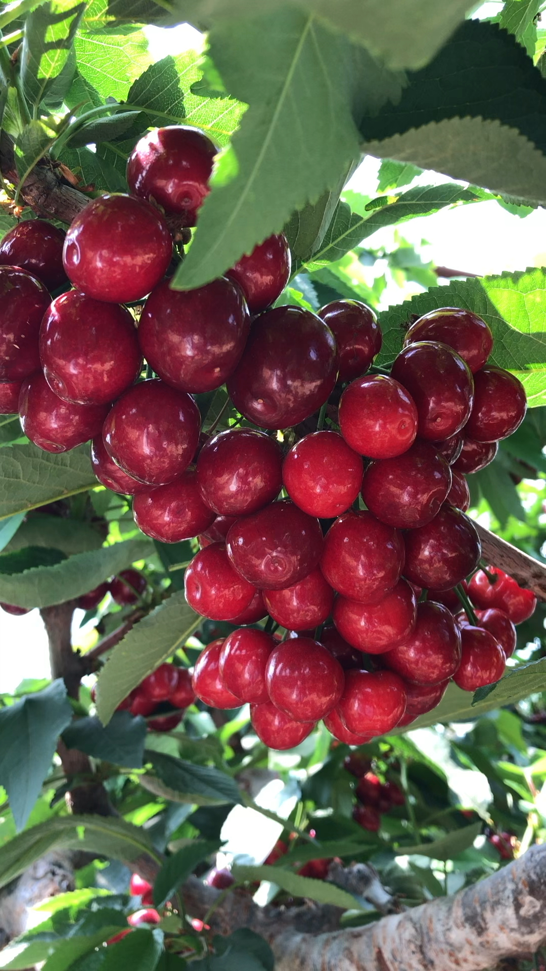 大连美早樱桃苗价格 矮化美早樱桃苗基地 美早樱桃苗多少钱一棵 哪里