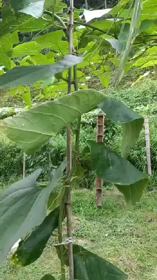 罗汉果花叶病毒红尾病裂果了怎么办用清毒叶展悬浮肥或绿展严格照方法