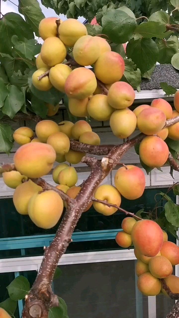 朋友们的好,帝王大杏