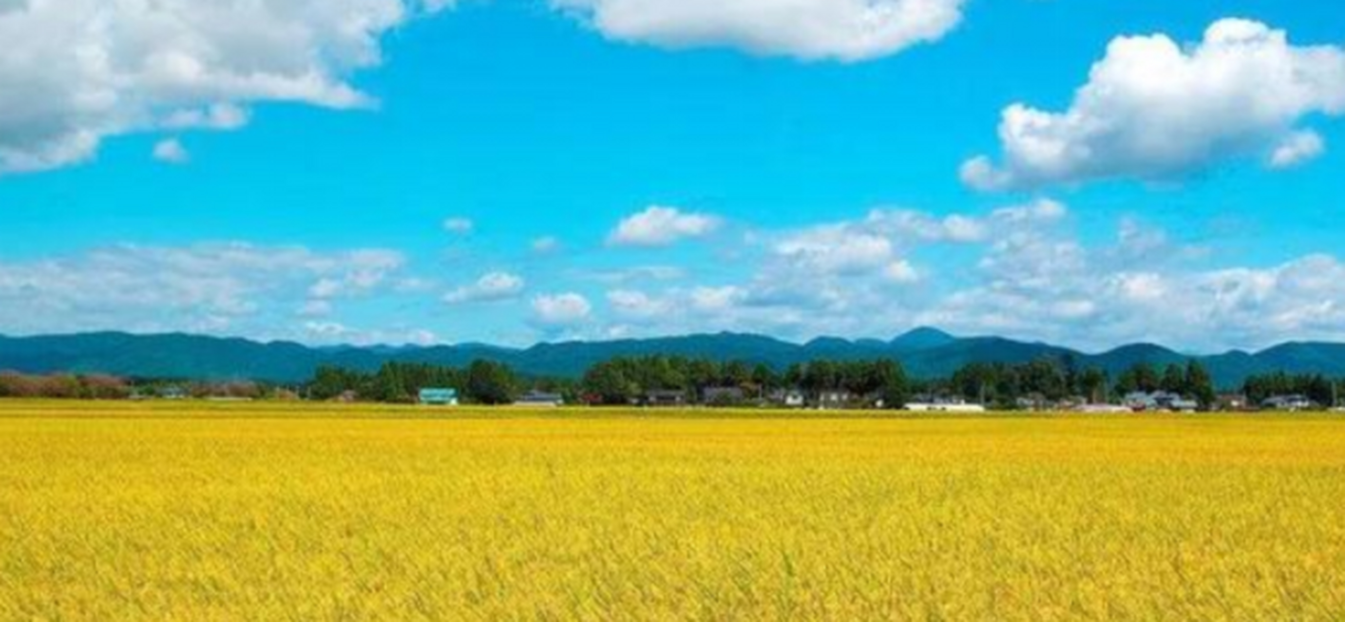 #张秀根#张秀根毕业于农业大学,学的是植物保护专业,帮助作物减少病虫