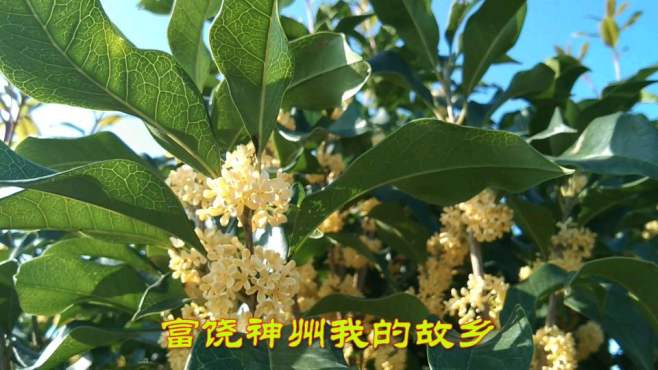 国庆将至十月桂花香飘满人间
