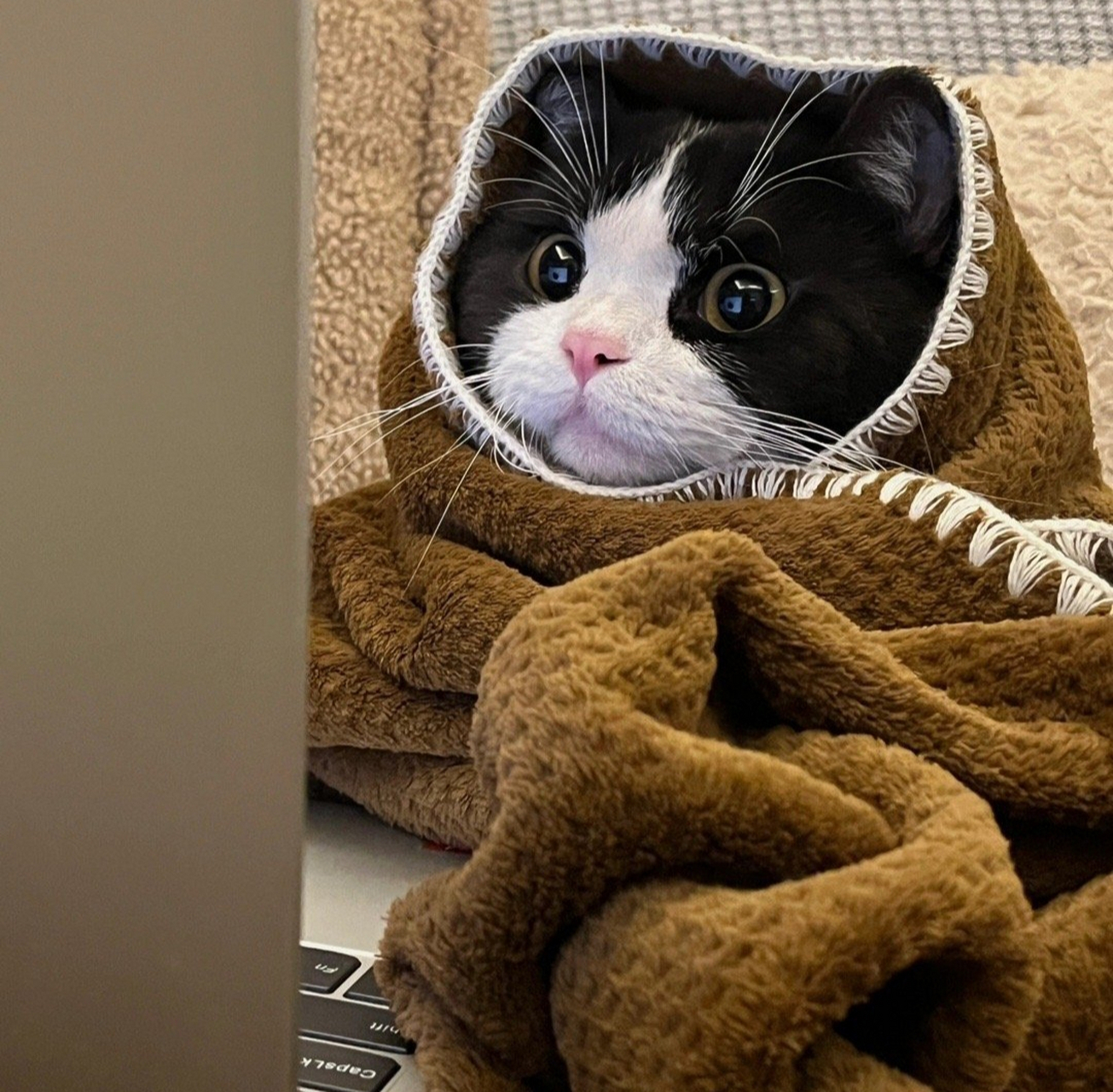 可爱的小猫头像分享[喵喵][喵喵]