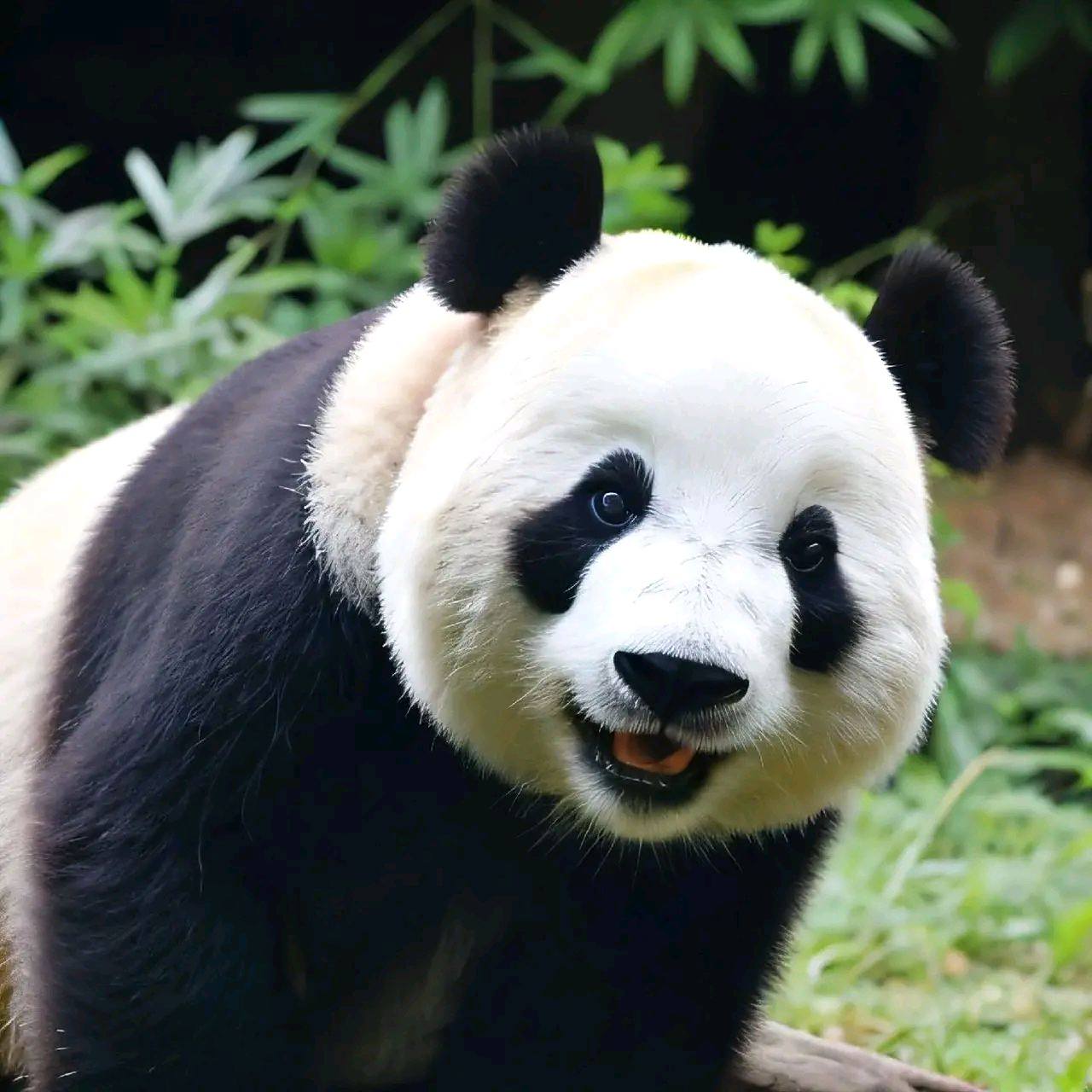 大熊猫# 熊猫界的顶级白富美就是飞云[爱慕],又萌又可爱,她还在冲我