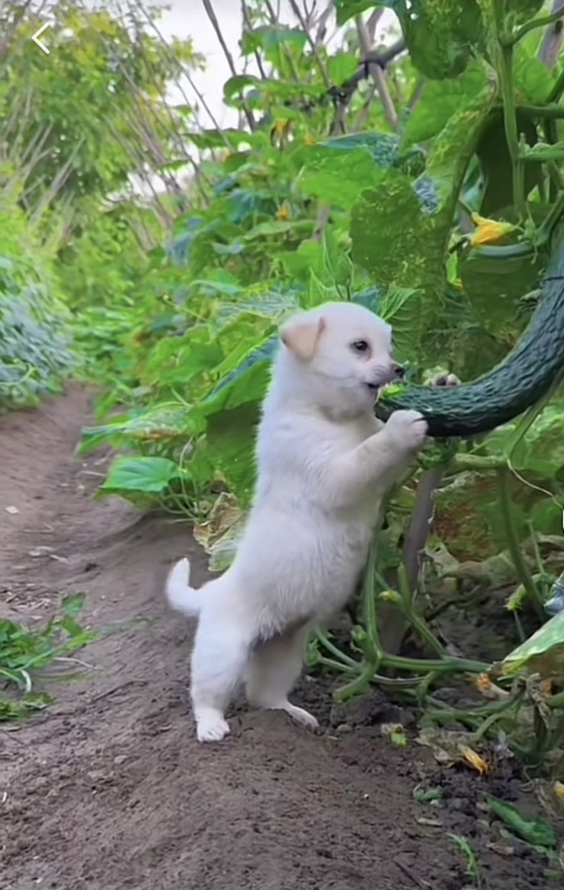 见过狗吃狗粮,没见过狗啃黄瓜,而且还是一只这么可爱的狗狗!