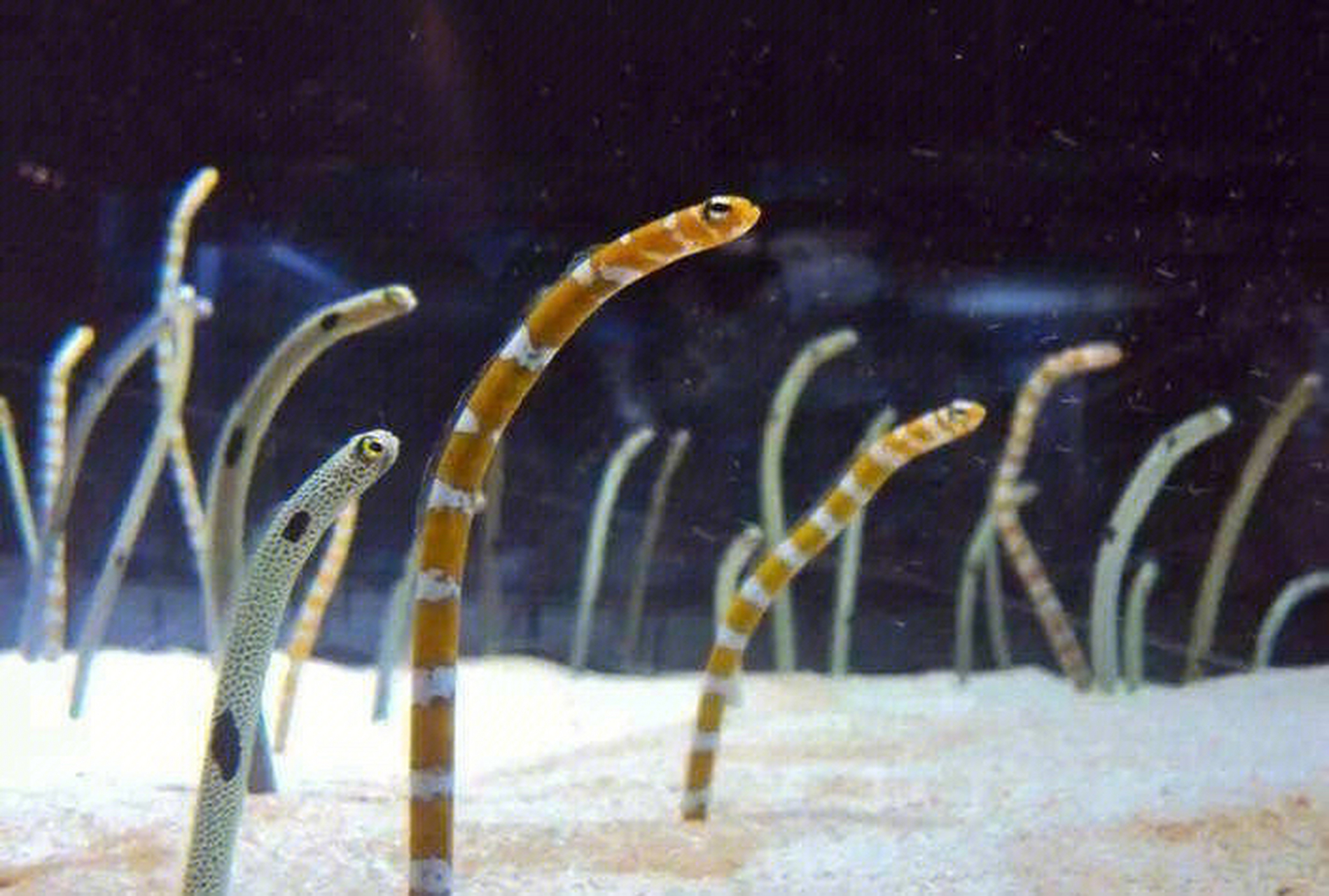 每天认识一种神奇动物 花园鳗 异糯鳗亚科为康吉鳗科异康吉鳗属的一