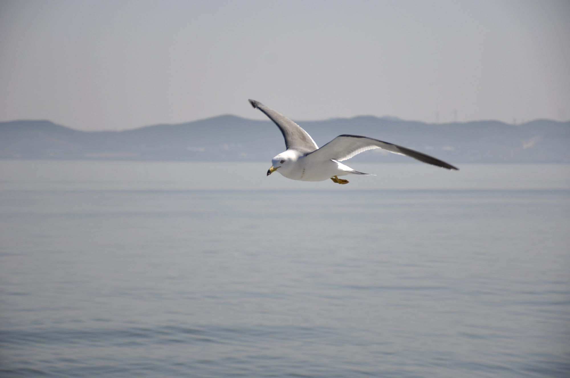 展翅翱翔的海鸥!