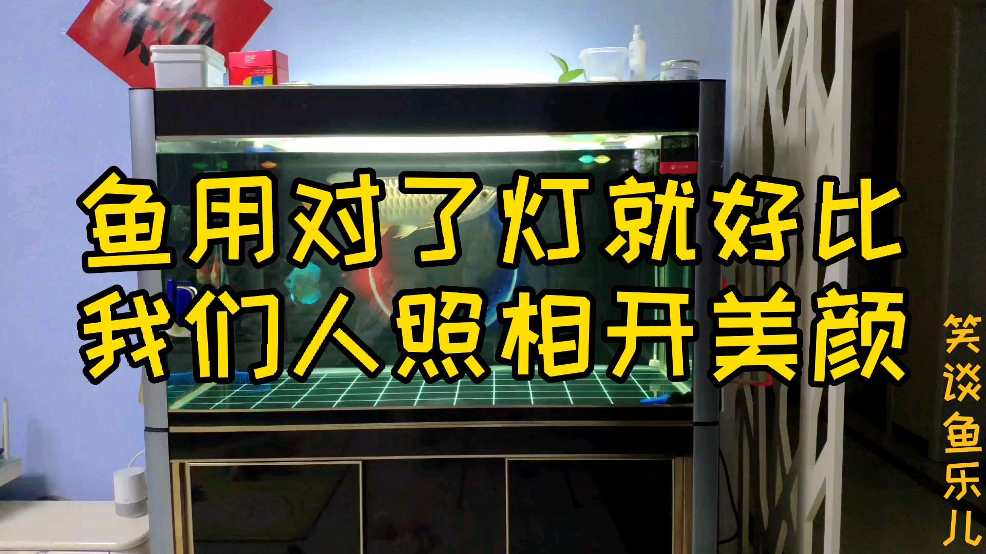 三分基因七分养工,鱼的血统在没有好的养工也白费