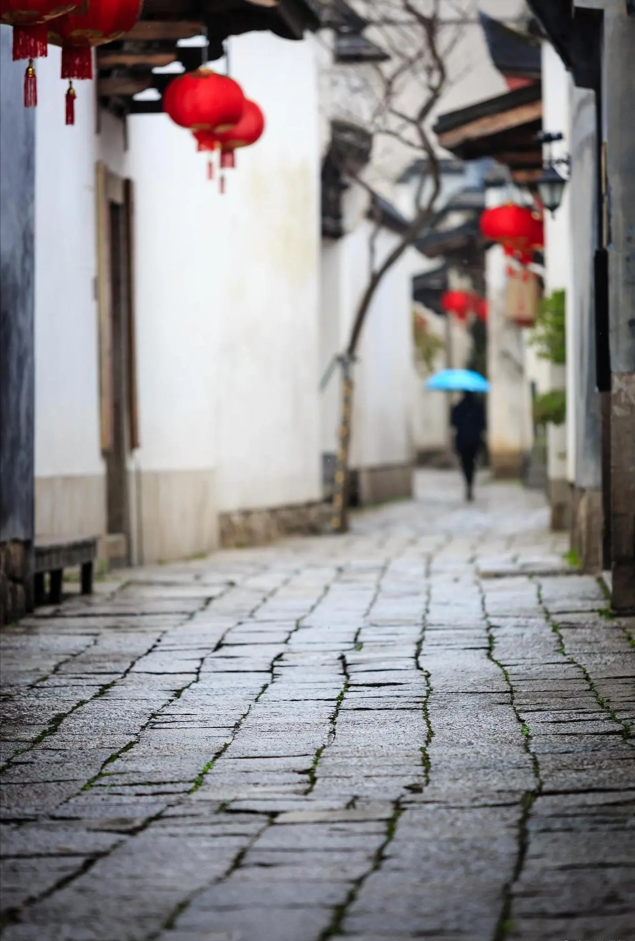 丁香盛放时,紫云烟雨浓